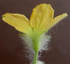 Male flower